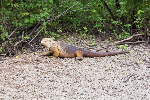 Land iguana resting at the edge of the bush.