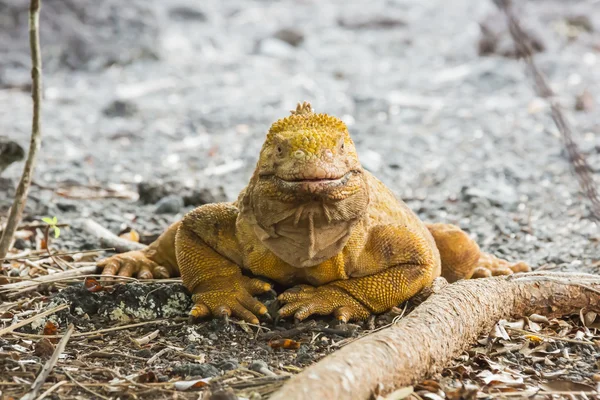 Iguana Terra olhando direto para a lente . — Fotografia de Stock