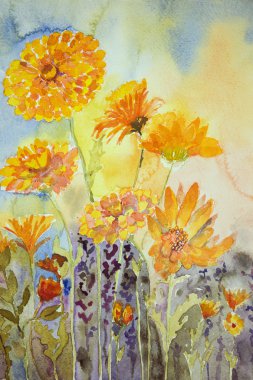 Marigold alanında.