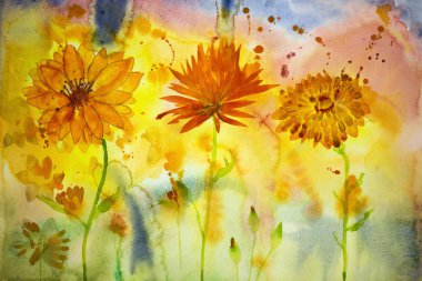 Üç farklı marigolds.