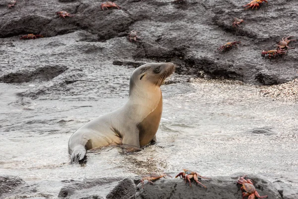 Leone marino che esce dall'acqua . — Foto Stock