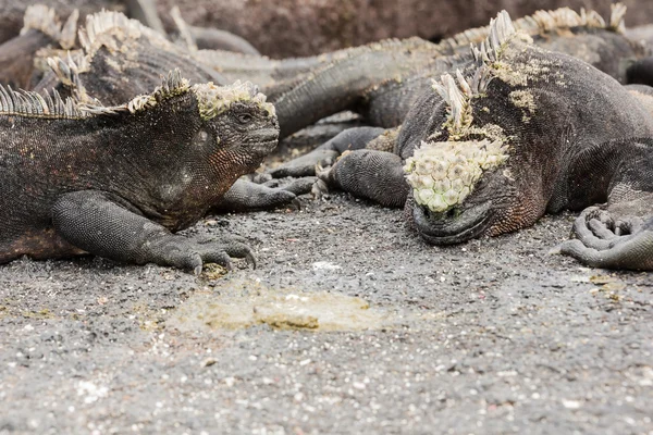 Duas iguanas marinhas viradas uma para a outra . — Fotografia de Stock