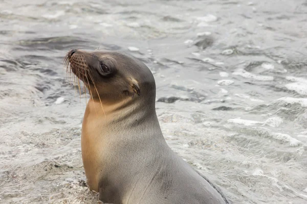 Leone marino seduto in acqua . — Foto Stock