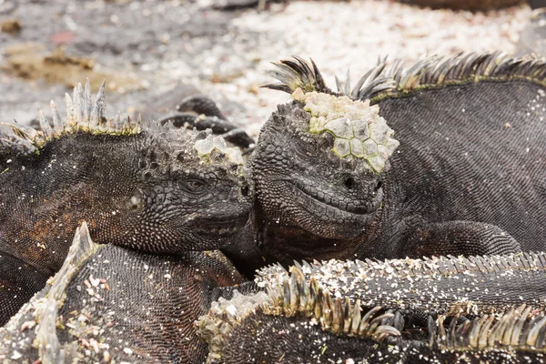 Duas iguanas marinhas parecidas com amantes — Fotografia de Stock