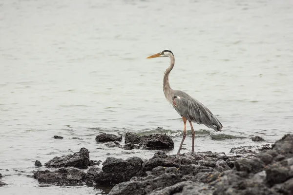 Great blue heron wading through the water. — Stock Photo, Image
