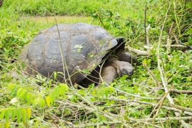 Çalılıkların arasından yapma dev galapagos kaplumbağası.