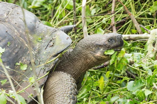 巨大なガラパゴスゾウガメの側面からクローズ アップ. — ストック写真