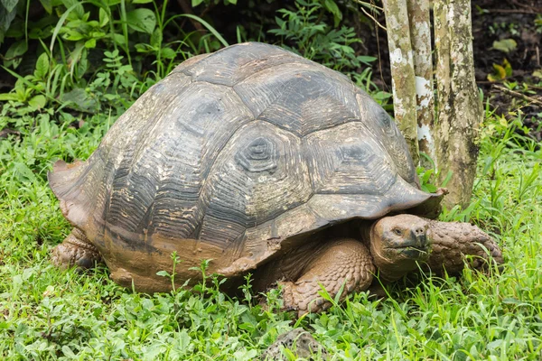 Giant galapagos tortoise walking through the mud.