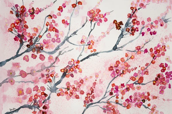 Branches of cherry blossoms. — Stock Photo, Image