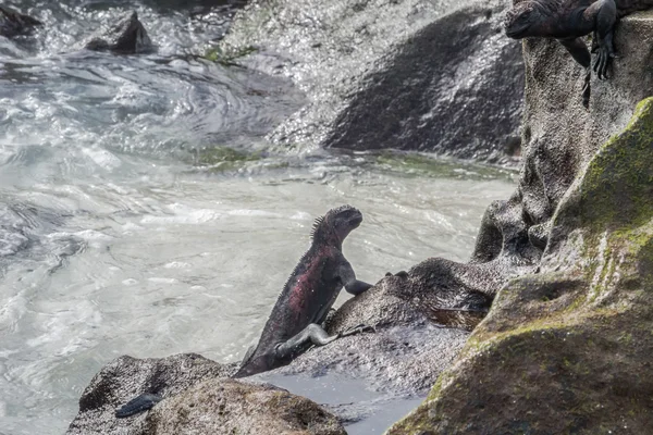Dos iguanas marinas mirándose. . — Foto de Stock