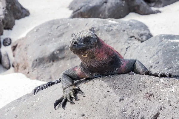 Iguana marina sulla cima di una roccia . — Foto Stock