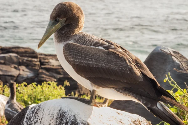 Brown booby guardando giù su una roccia ricoperta di guano . — Foto Stock