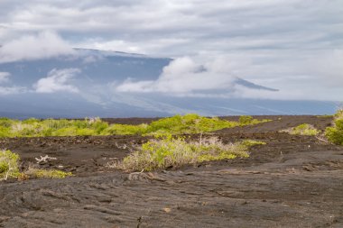 Ropy pahoehoe lava field with shield volcano on Fernandina.