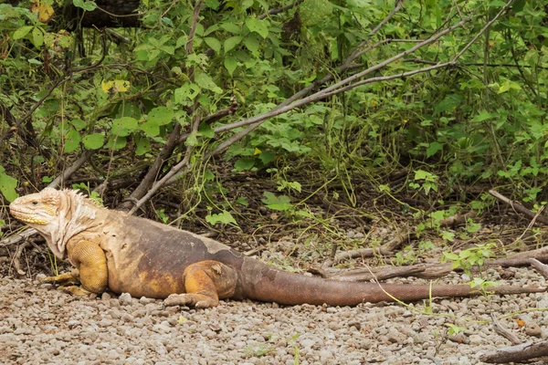 Iguana terra derramando sua pele na borda do arbusto . — Fotografia de Stock