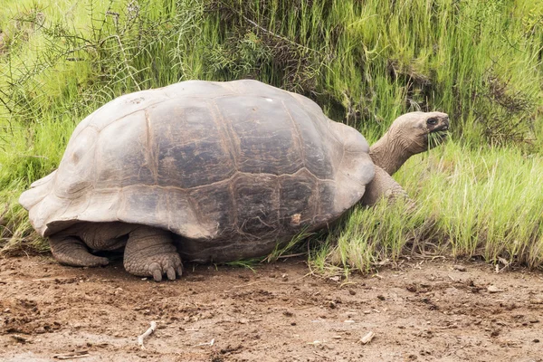 Galapagos tortoise with grass in its beak. — ストック写真