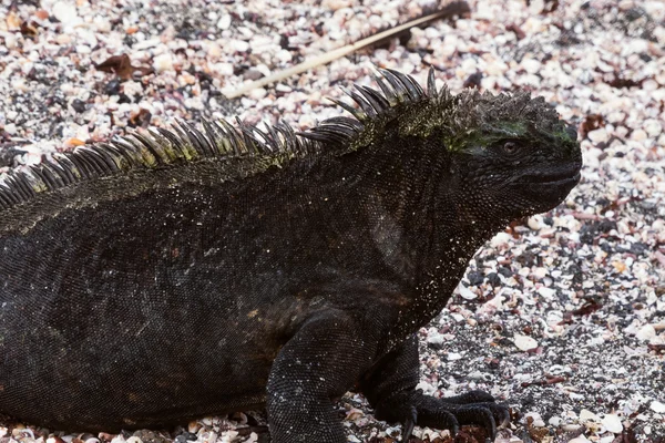 Closeup Leguán mořský sedí na štěrku. — Stock fotografie