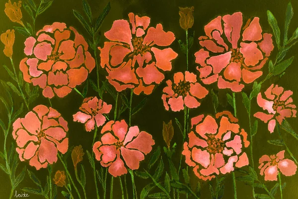 Impression of flamingo pink marigold on a dark green background. — Stock Photo, Image