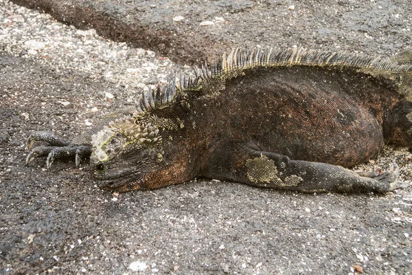 Iguana marinha dormindo com as pernas bem abertas . — Fotografia de Stock