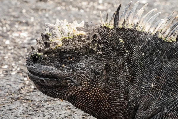 Fechar o lado da cabeça de uma iguana marinha . — Fotografia de Stock