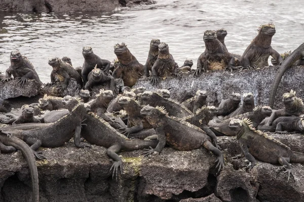 Mandria di iguane marine guardando nella stessa direzione . — Foto Stock