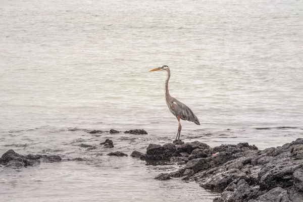 Amerikanska blue heron sett i profil — Stockfoto