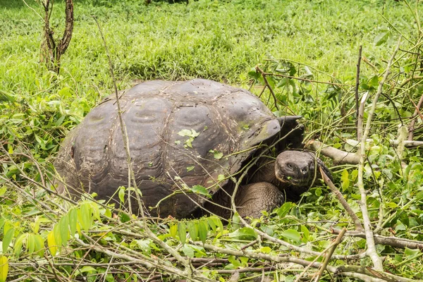 サンタ ・ クルスの低草を介して、その方法を作る巨大なガラパゴスゾウガメ. — ストック写真