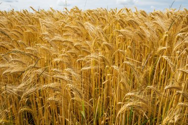 Arpa düşük bir bakış açısından