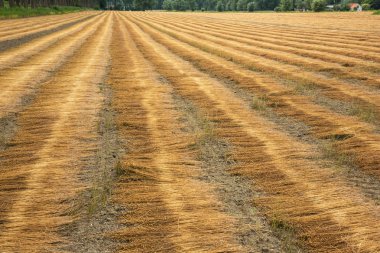 Keten hizalanmış kesme alanıyla