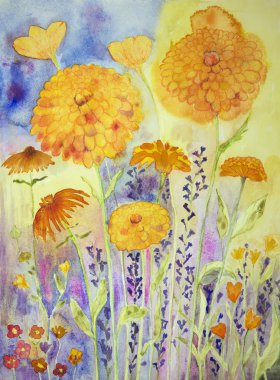 Güneşli bir alanda kadife çiçeği.