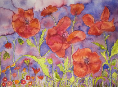 Haşhaş yoğun alan.