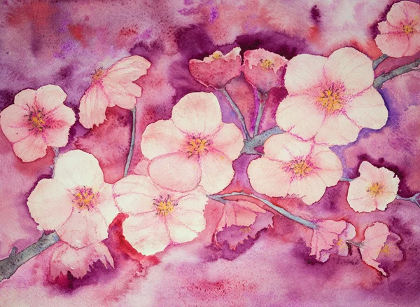 따뜻한 분홍 색상에 벚꽃. — 스톡 사진