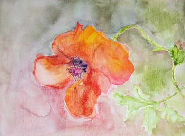 Bir haşhaş görüntülemek.