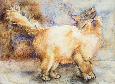 Uzun saçlı kedi seyir hayran.