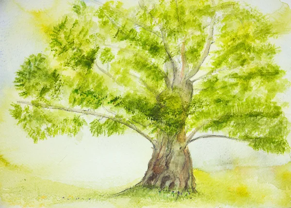 Lonesome träd med stor trunk. — Stockfoto