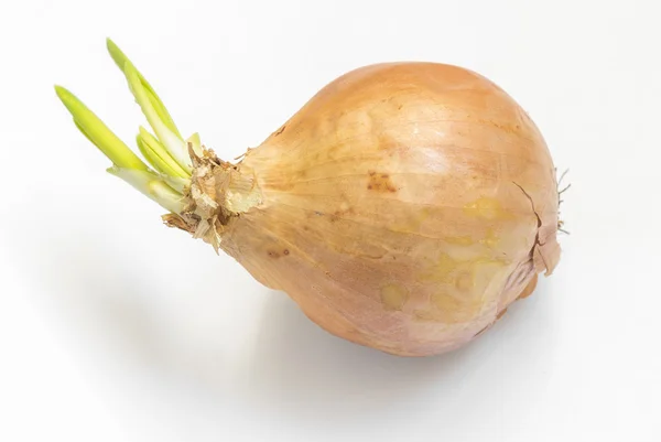 One sprouted onion — Stock Photo, Image