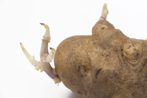 一个发芽的土豆 — 图库照片