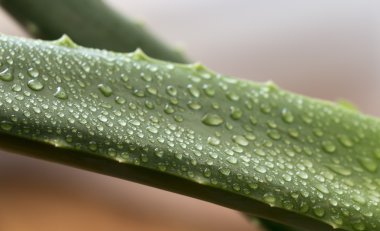 Yaprak aloe Vera