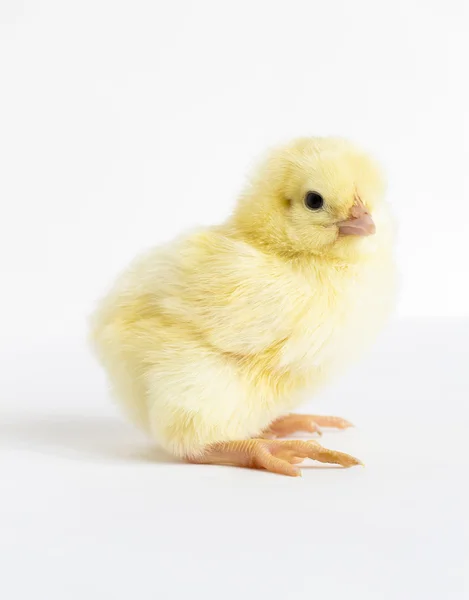 Malé žluté kuřátko — Stock fotografie