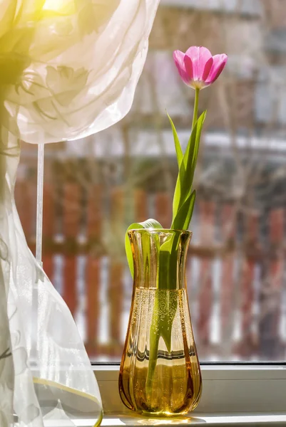 Tulipán na okenní parapet — Stock fotografie