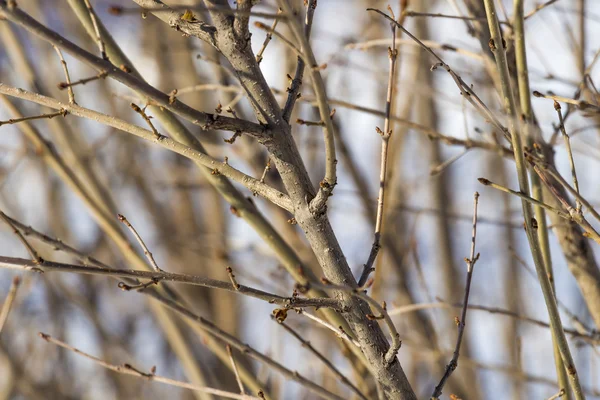 Takken bush winter — Stockfoto