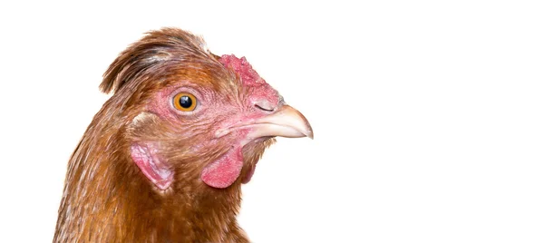 Ritratto di pollo — Foto Stock