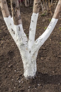 Bahçe ağaçları badana