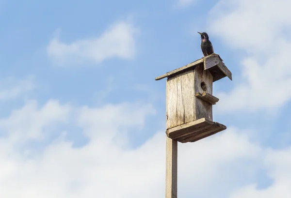 Birdhouse em um pau — Fotografia de Stock