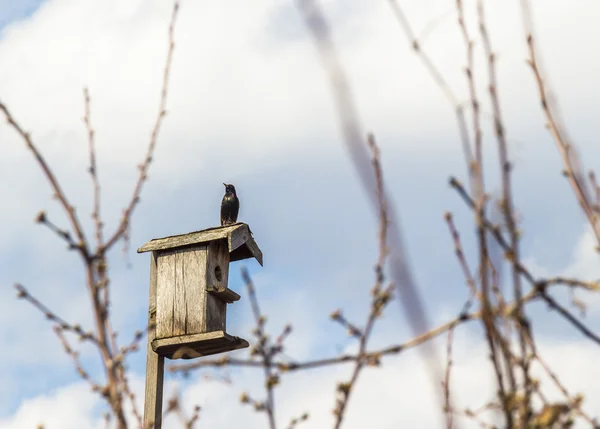 Vogelhäuschen auf einem Stock — Stockfoto