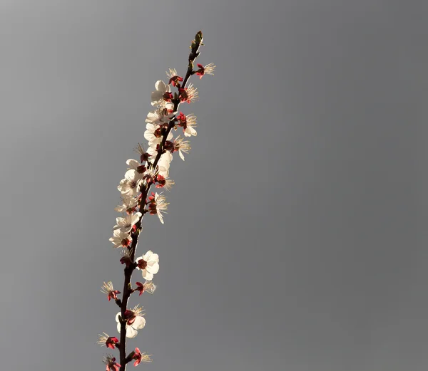 仁用杏开花的时间 — 图库照片