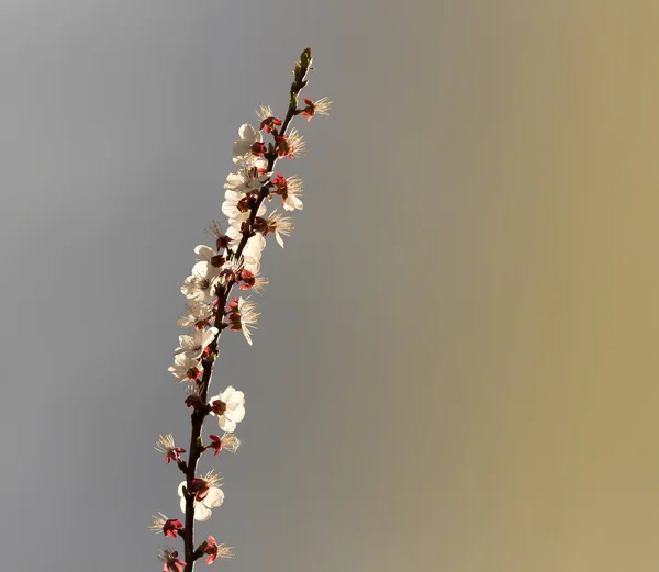 Tiempo de floración de los albaricoques —  Fotos de Stock