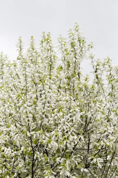 Cerisier oiseau blanc — Photo