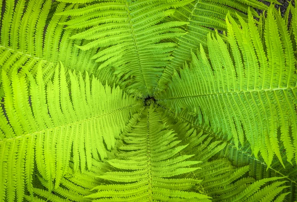 Decorative fern garden — Stock Photo, Image