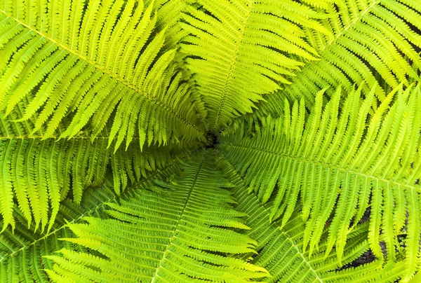 Decoratieve fern tuin — Stockfoto
