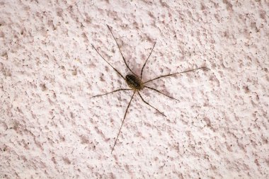 Spider on a concrete wall clipart